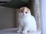 Jeremy - Scottish Fold Cat For Sale - Norwalk&comma; CT&comma; US