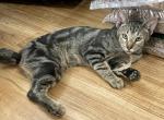 Spunky - Bengal Cat For Sale - Dallas&comma; TX&comma; US
