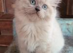 Seal mink colorpoint - Ragdoll Cat For Sale - Farmville&comma; VA&comma; US