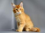 Ekler - Maine Coon Cat For Sale - New York&comma; NY&comma; US