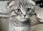 Beep 2 - Scottish Fold Cat For Sale - Denver&comma; CO&comma; US