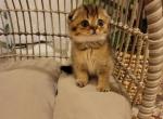 Vanessa Alphastar - Scottish Fold Cat For Sale - Levittown&comma; PA&comma; US