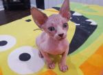 Sphynx kittens - Sphynx Kitten For Sale - Mundelein&comma; IL&comma; US