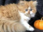 Justice Napoleon Ginger Boy - Munchkin Cat For Sale - IN&comma; US