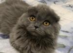 Scottish Fold Long Haired Blue - Scottish Fold Cat For Sale - Odessa&comma; FL&comma; US