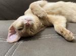 Lilly - Abyssinian Cat For Sale - Victorville&comma; CA&comma; US