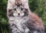 Wolf - Maine Coon Cat For Sale - Norwalk&comma; CT&comma; US