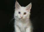 Favorite - Maine Coon Cat For Sale - Norwalk&comma; CT&comma; US