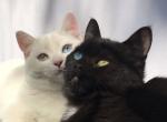 Odd Eyed and Dominent Blue Eyed English Muffins - Munchkin Cat For Sale - 