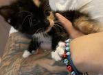 Calico female kitten - Domestic Cat For Sale - Bronx&comma; NY&comma; US
