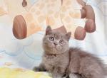 tiki - Munchkin Cat For Sale - Staten Island&comma; NY&comma; US