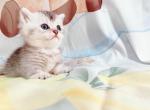 bang - Munchkin Cat For Sale - Staten Island&comma; NY&comma; US