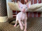 Paul - Sphynx Cat For Sale - Brooklyn&comma; NY&comma; US
