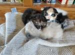 Scottish Fold Litter - Scottish Fold Cat For Sale - Mokelumne Hill&comma; CA&comma; US