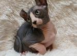 Lancelot - Sphynx Cat For Sale - Mundelein&comma; IL&comma; US