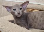 Lilac - Oriental Cat For Sale - Brooklyn&comma; NY&comma; US