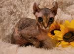 Viktoria - Sphynx Cat For Sale - Mundelein&comma; IL&comma; US