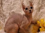 Vanessa - Sphynx Cat For Sale - Mundelein&comma; IL&comma; US