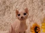 Varya - Sphynx Cat For Sale - Mundelein&comma; IL&comma; US