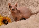 Vitas - Sphynx Cat For Sale - Mundelein&comma; IL&comma; US