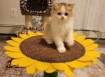 Uno Alphastar - Scottish Fold Cat For Sale - Levittown&comma; PA&comma; US