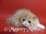 Benley - Persian Cat For Sale - Yucca Valley&comma; CA&comma; US