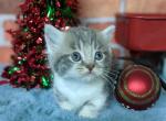 Sebastian - Munchkin Cat For Sale - Neosho&comma; MO&comma; US