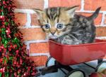 Simba - Munchkin Cat For Sale - Neosho&comma; MO&comma; US