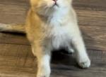 Simba - Scottish Fold Cat For Sale - Atlanta&comma; GA&comma; US