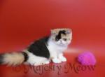 Carmen - Exotic Cat For Sale - Yucca Valley&comma; CA&comma; US