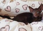Chocolate - Oriental Cat For Sale - Brooklyn&comma; NY&comma; US