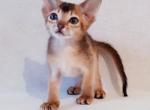 Fox - Abyssinian Cat For Sale - Brooklyn&comma; NY&comma; US