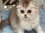 Scottish Fold And Straight Litter - Scottish Fold Cat For Sale - Sunnyvale, CA, US