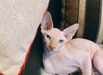 Canadian male Sphynx - Sphynx Cat For Sale - Brooklyn&comma; NY&comma; US