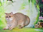 Frankus - British Shorthair Cat For Sale - Chicago&comma; IL&comma; US