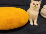 Rose Alphastar - Scottish Straight Cat For Sale - Levittown&comma; PA&comma; US