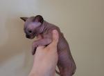 Fern - Sphynx Cat For Sale - Rockford&comma; IL&comma; US