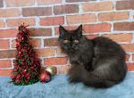 Scooby - Persian Cat For Sale - Neosho&comma; MO&comma; US