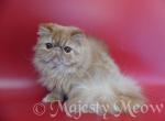 Sunny - Persian Cat For Sale - Yucca Valley&comma; CA&comma; US