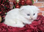 Huey - Scottish Fold Cat For Sale - Neosho&comma; MO&comma; US