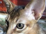 Simon - Abyssinian Cat For Sale - Staten Island&comma; NY&comma; US