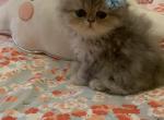 Frank - Persian Cat For Sale - Fort Worth&comma; TX&comma; US