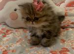 Whiskers - Persian Cat For Sale - Fort Worth&comma; TX&comma; US