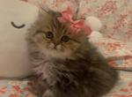 Rainy - Persian Cat For Sale - Fort Worth&comma; TX&comma; US