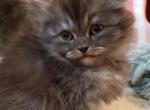 BEAUTIFUL Black smoke - Scottish Straight Cat For Sale - Grand Rapids&comma; MI&comma; US