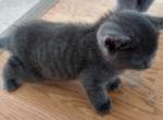 Polydactyl Kittens - Polydactyl Cat For Sale - Mokelumne Hill&comma; CA&comma; US