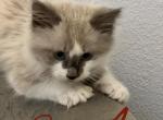 New Litter is HERE available for reservation - Ragdoll Cat For Sale - Mount Vernon&comma; WA&comma; US