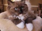 Seal sepia - Ragdoll Cat For Sale - Farmville&comma; VA&comma; US