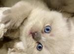 Adele - Scottish Fold Cat For Sale - Herndon&comma; VA&comma; US