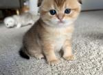 Kora - Scottish Fold Cat For Sale - Houston&comma; TX&comma; US